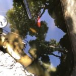 池じまい（実家の池の鯉どもの処分）